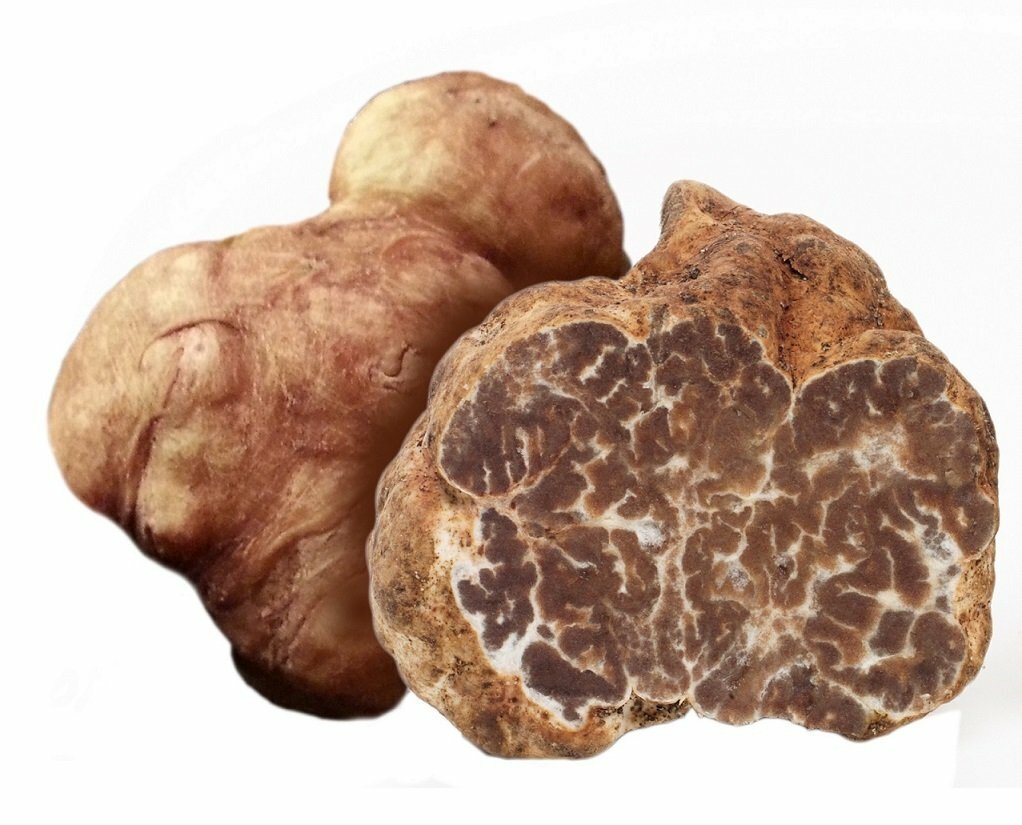 Trufa Bianchetto Fresca (Tuber Albidum Pico)