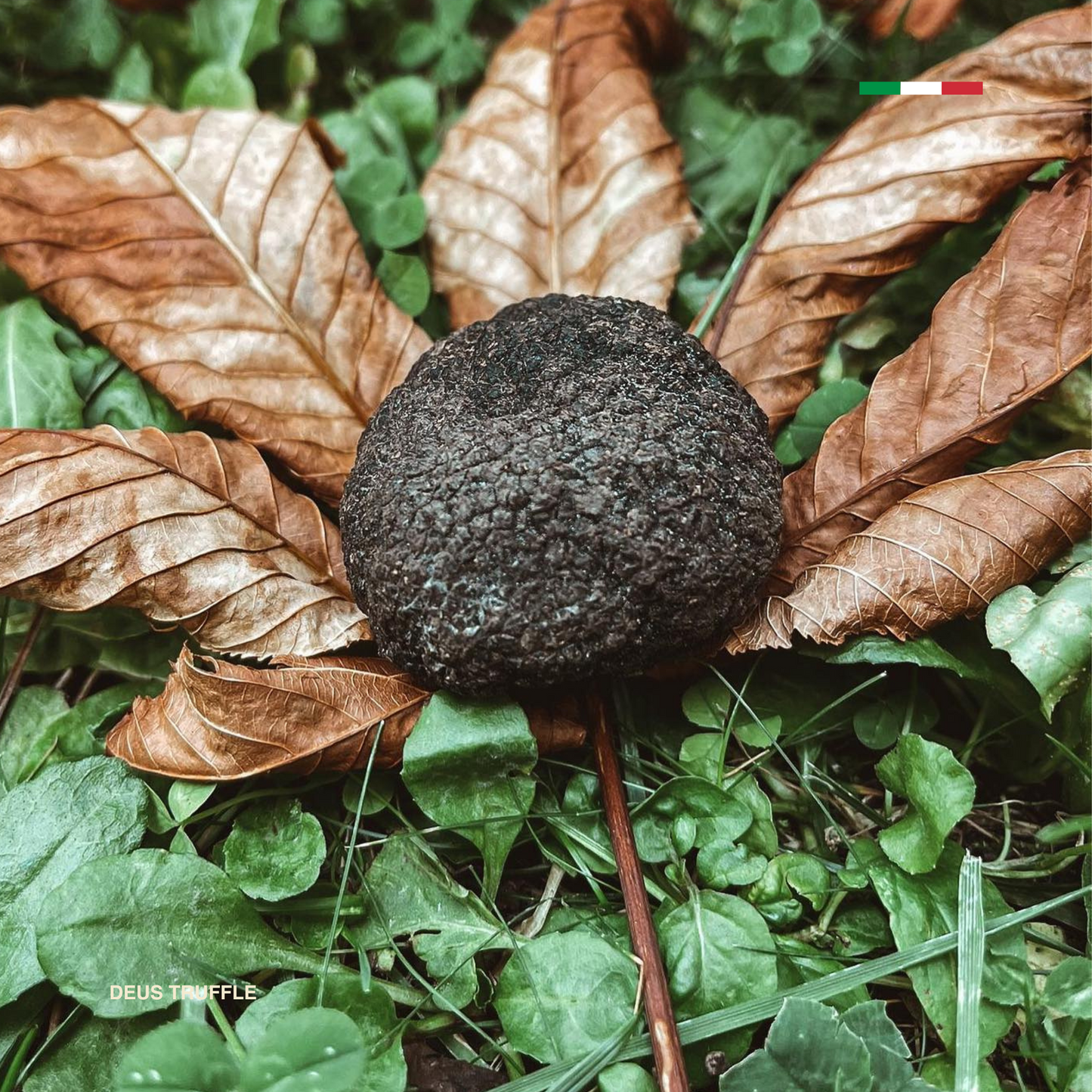 Frischer Bagnoli-Schwarztrüffel (Tuber Mesentericum)