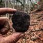 Trufa Negra Fresca de Invierno (Tuber Uncinatum)