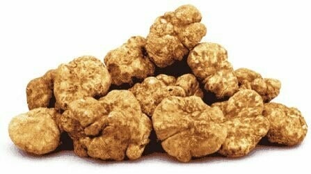 Truffe Bianchetto Fraîche (Tuber Albidum Pico)